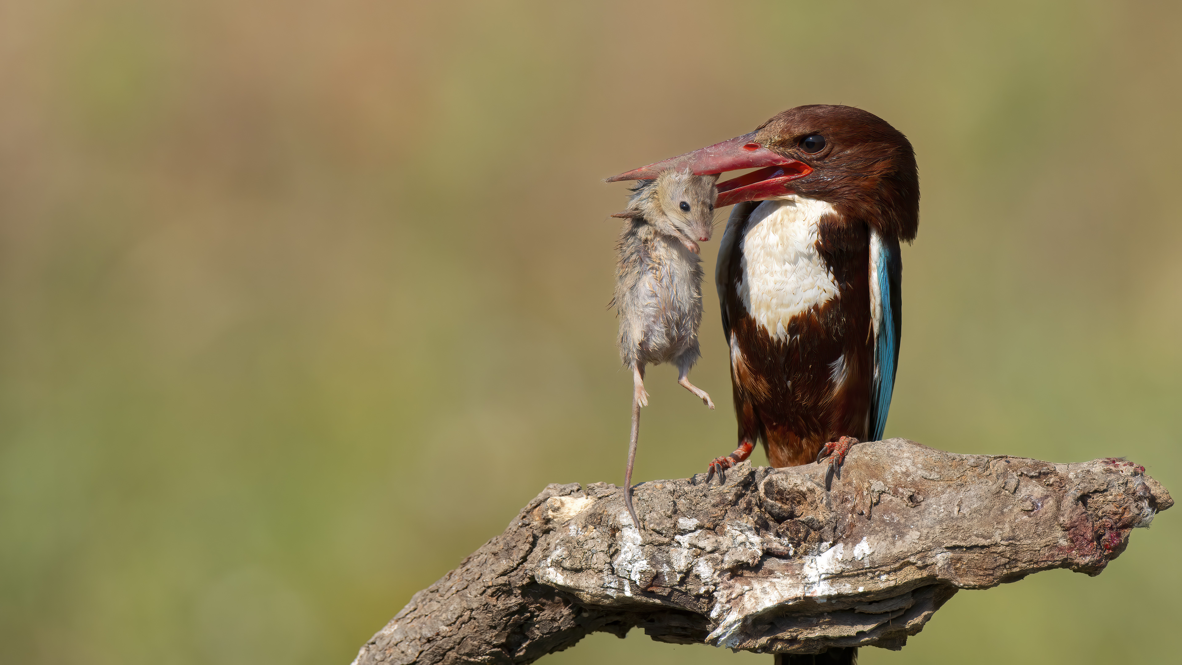 White-throated Kingfisher